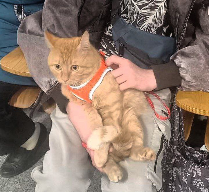 Волгоградцев просят помочь в поисках годовалого котика Чипса, потерявшегося на вокзале