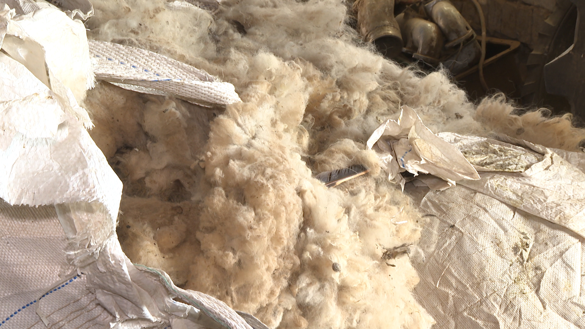 Настрижено полторы тонны: волгоградский овцевод не знает, куда девать шерсть