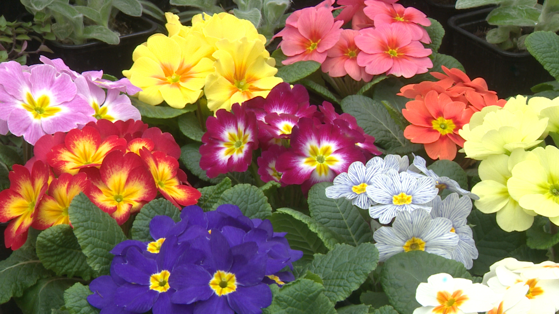 Региональный ботанический сад в Волгограде закрывается на зиму с 28 октября