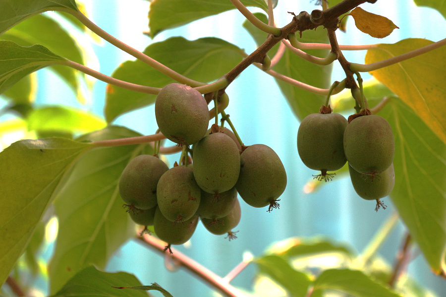 Специалисты Волгоградского регионального ботанического сада собрали урожай актинидии