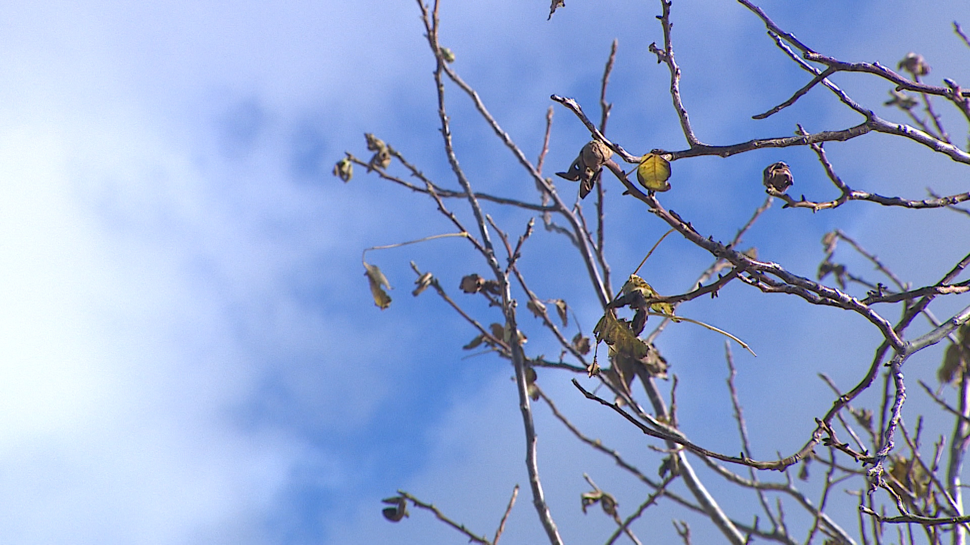 Волгоградские дачницы со стажем дали советы по подготовке участков к зиме