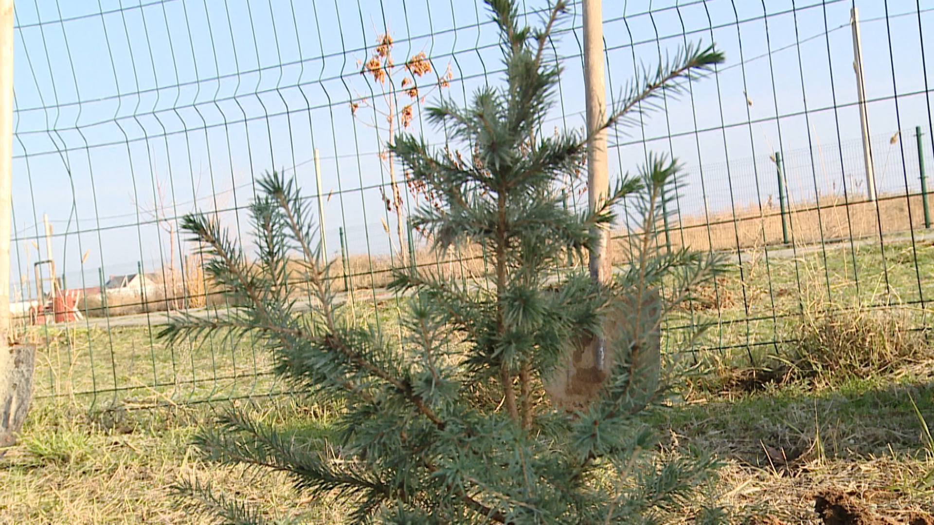 Аллея памяти в поселке Краснооктябрьском Волжского пополнилась новыми деревьями