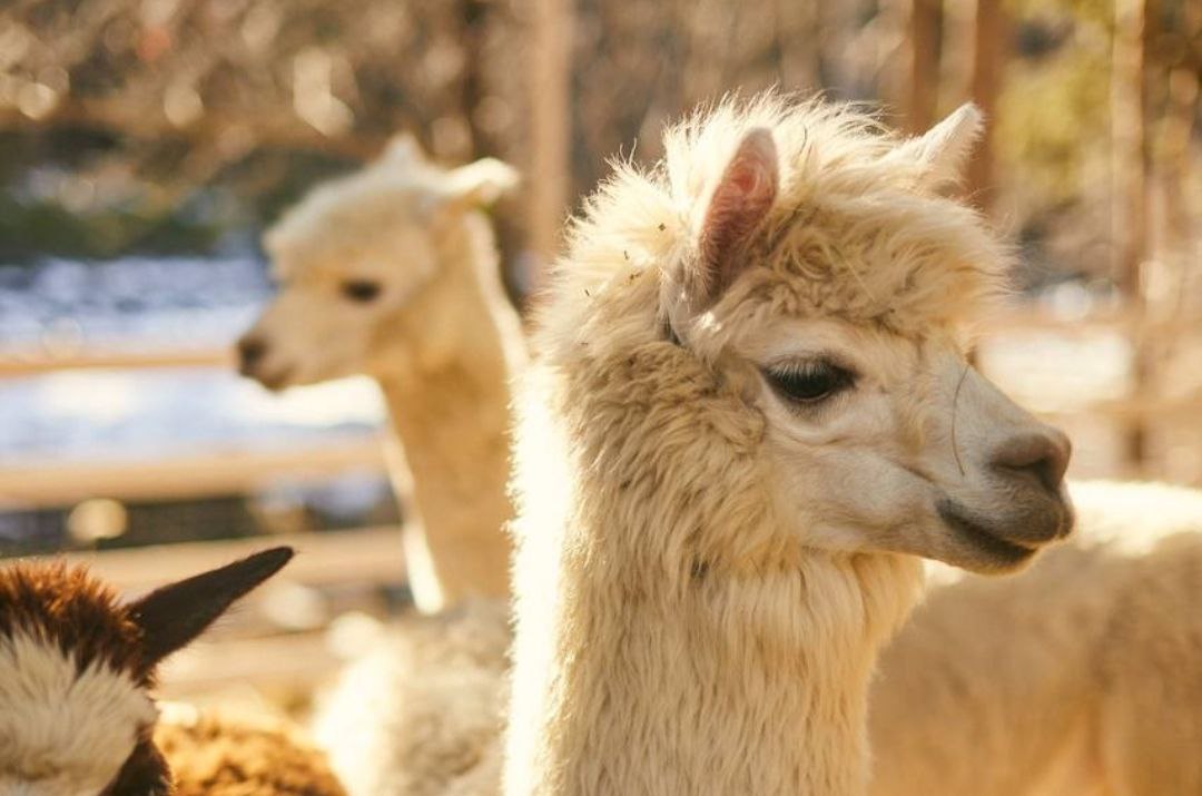 Альпаки уакайя поселятся в ЦПКиО Волгограда