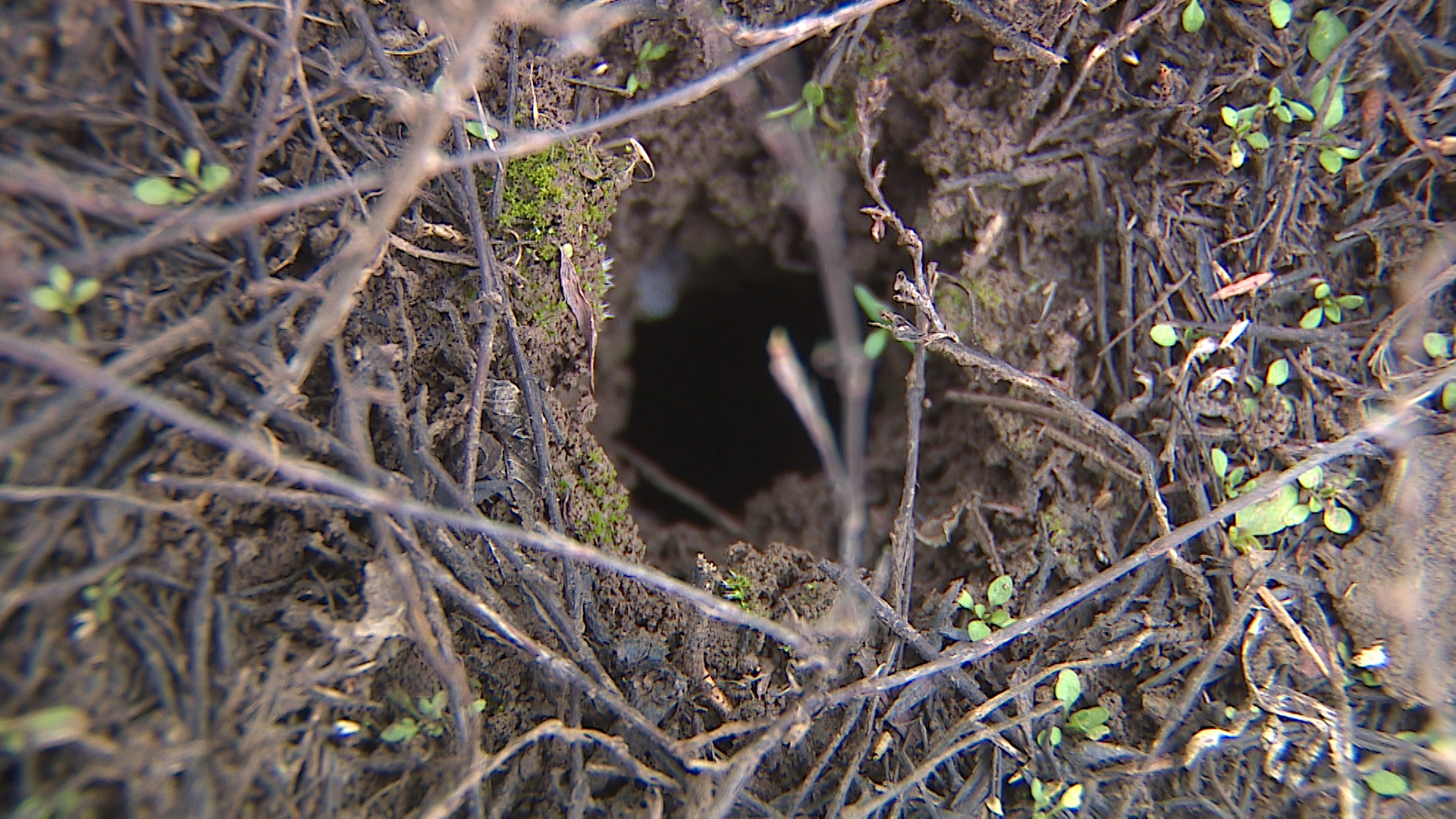 В Волгоградской области мыши-полевки ушли в депрессию из-за изменчивой погоды
