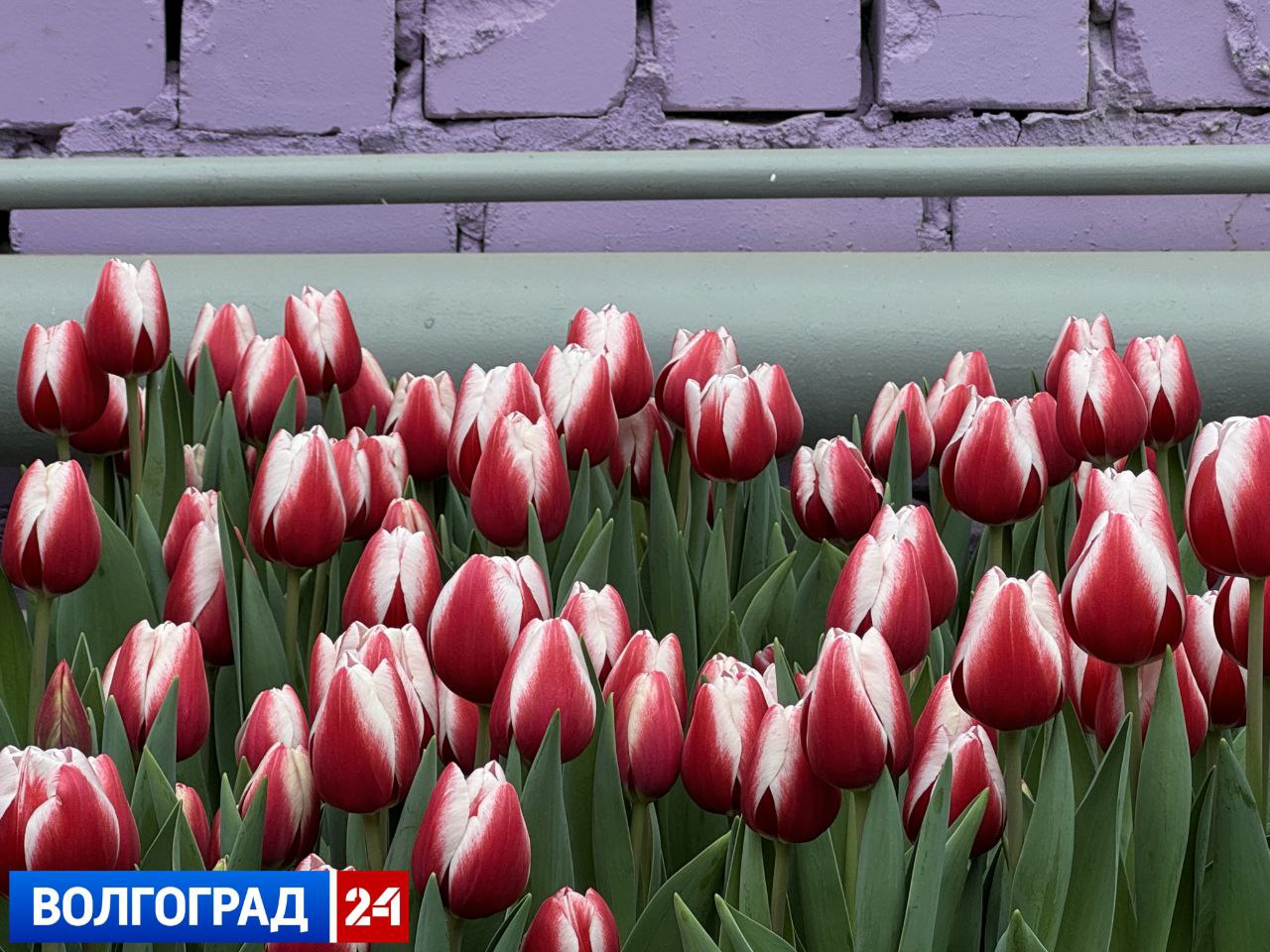 Фото: атмосфера весны царит в Волгоградском ботаническом саду