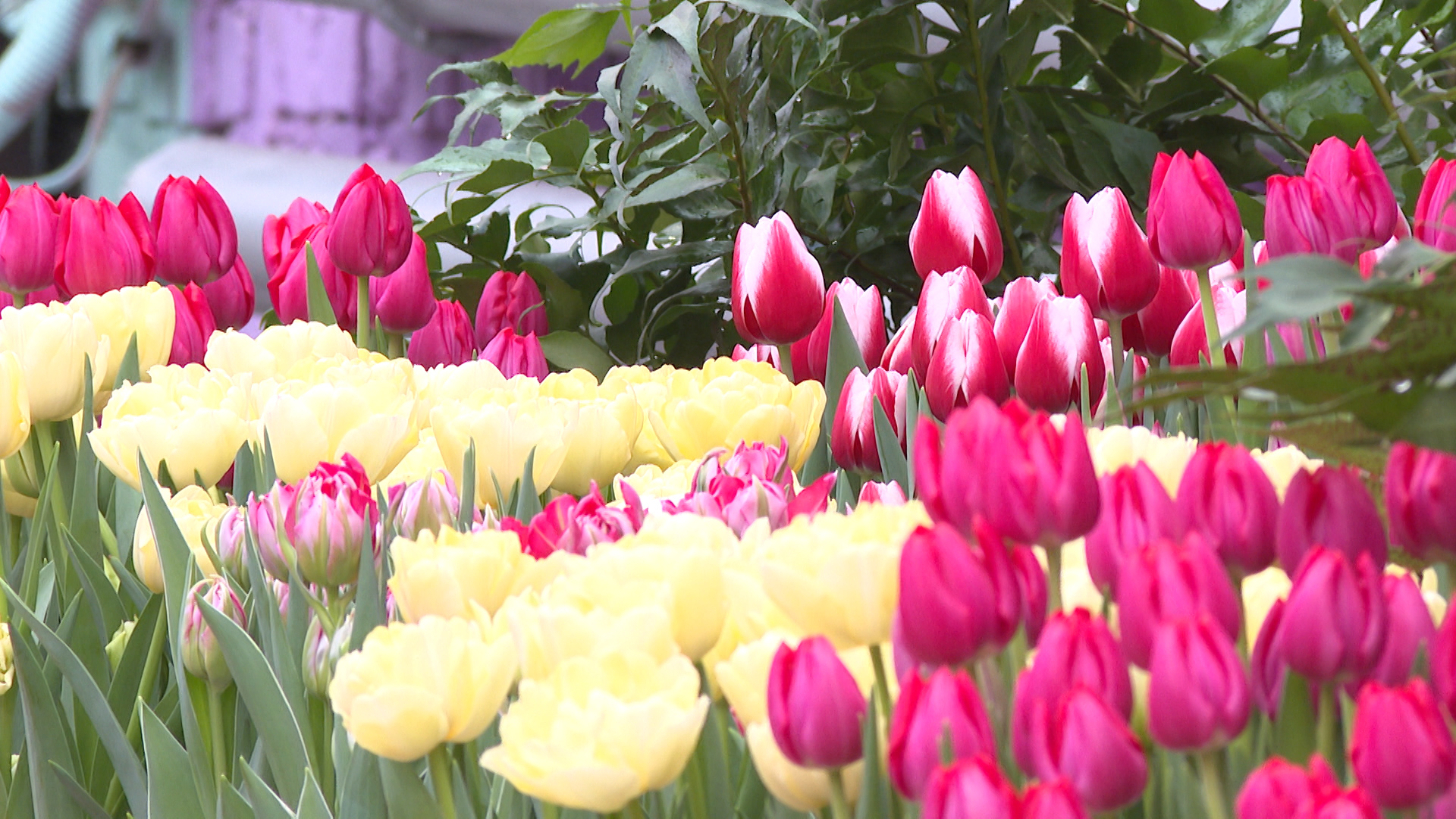 Волгоградский ботанический сад открыл экспозицию из более 50 тысяч местных первоцветов