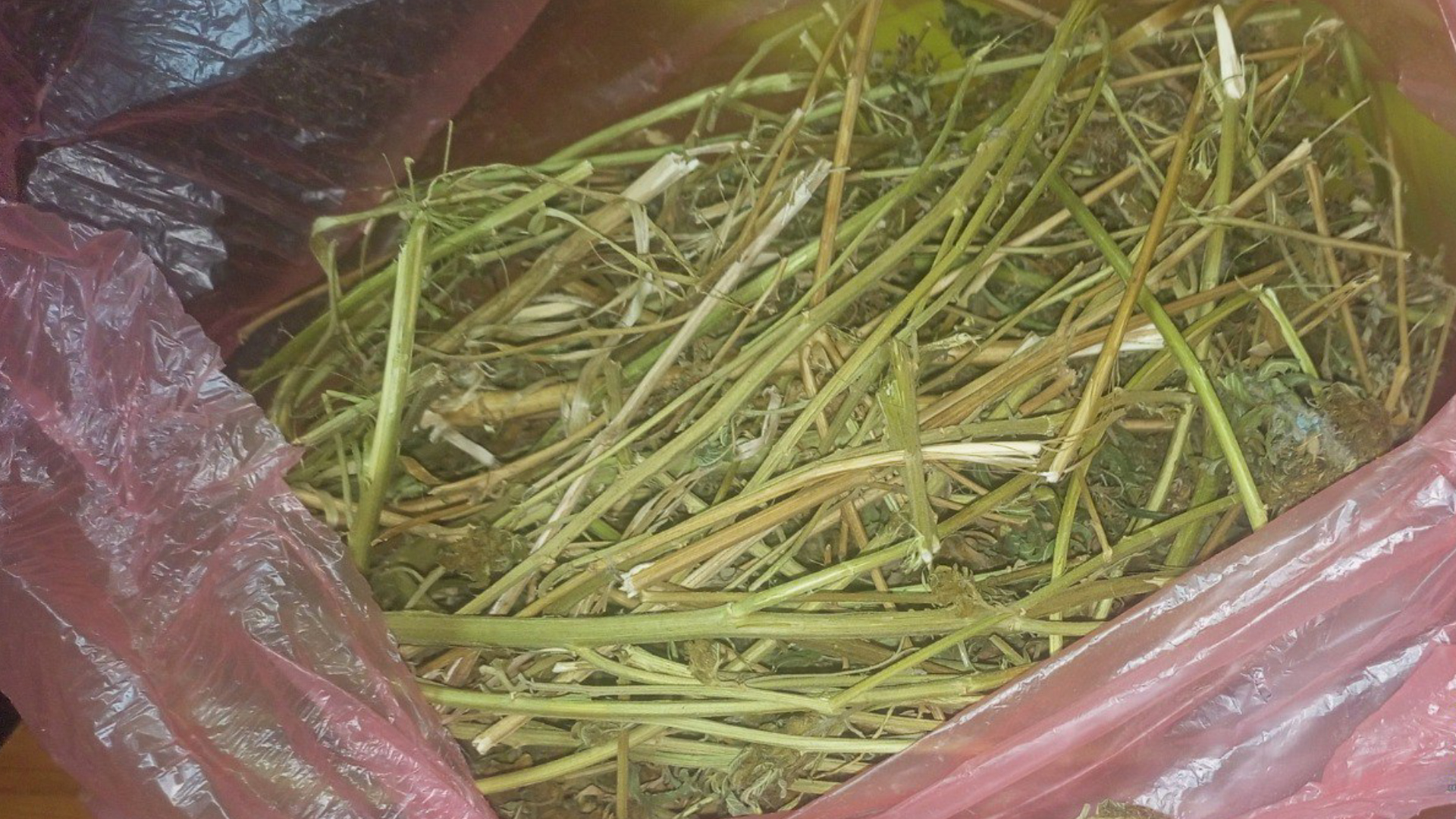 Жителю Волгоградской области грозит до 10 лет тюрьмы за хранение крупной партии конопли