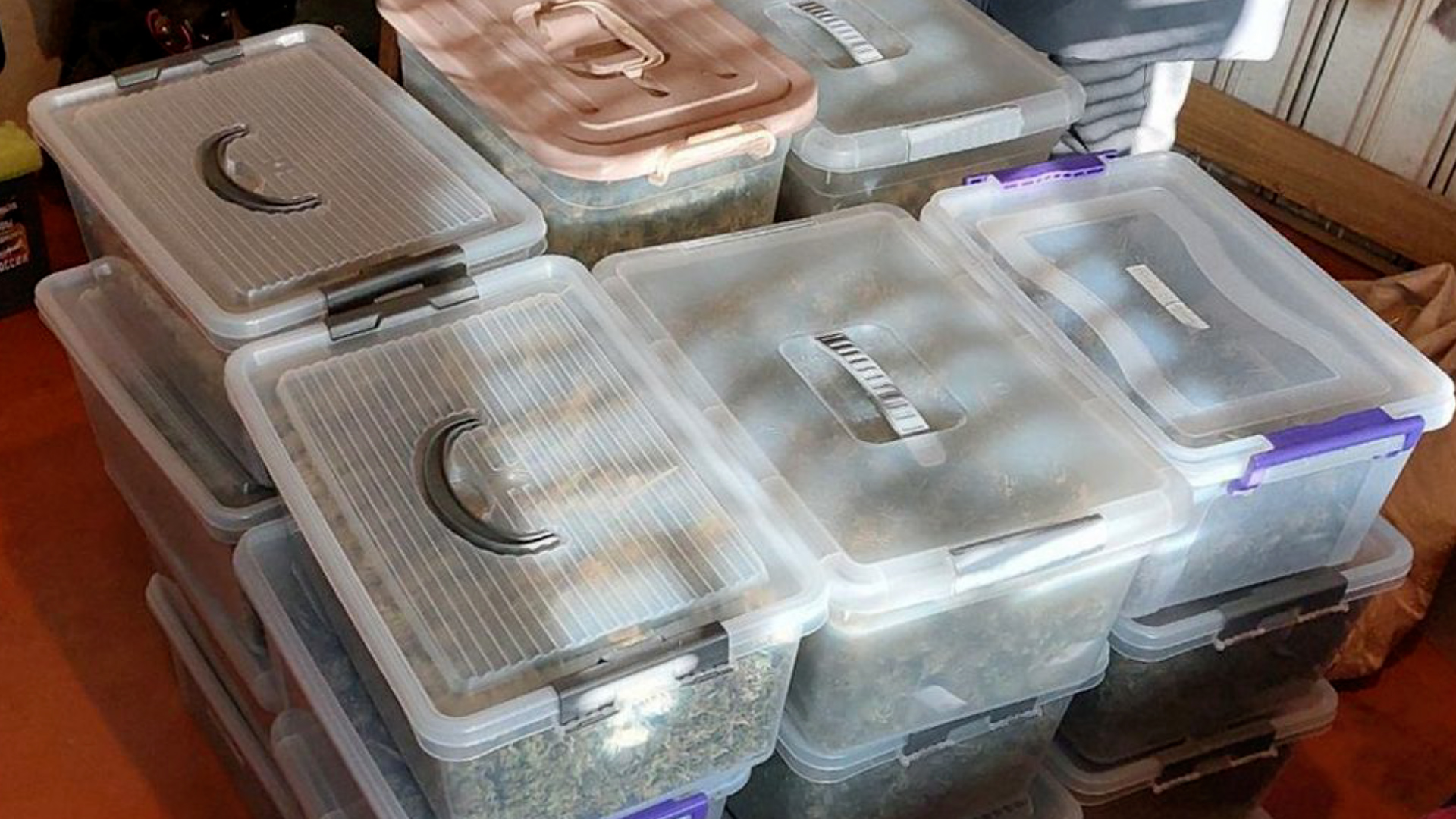 Волгоградцев задержали за попытку распространить семь килограммов марихуаны