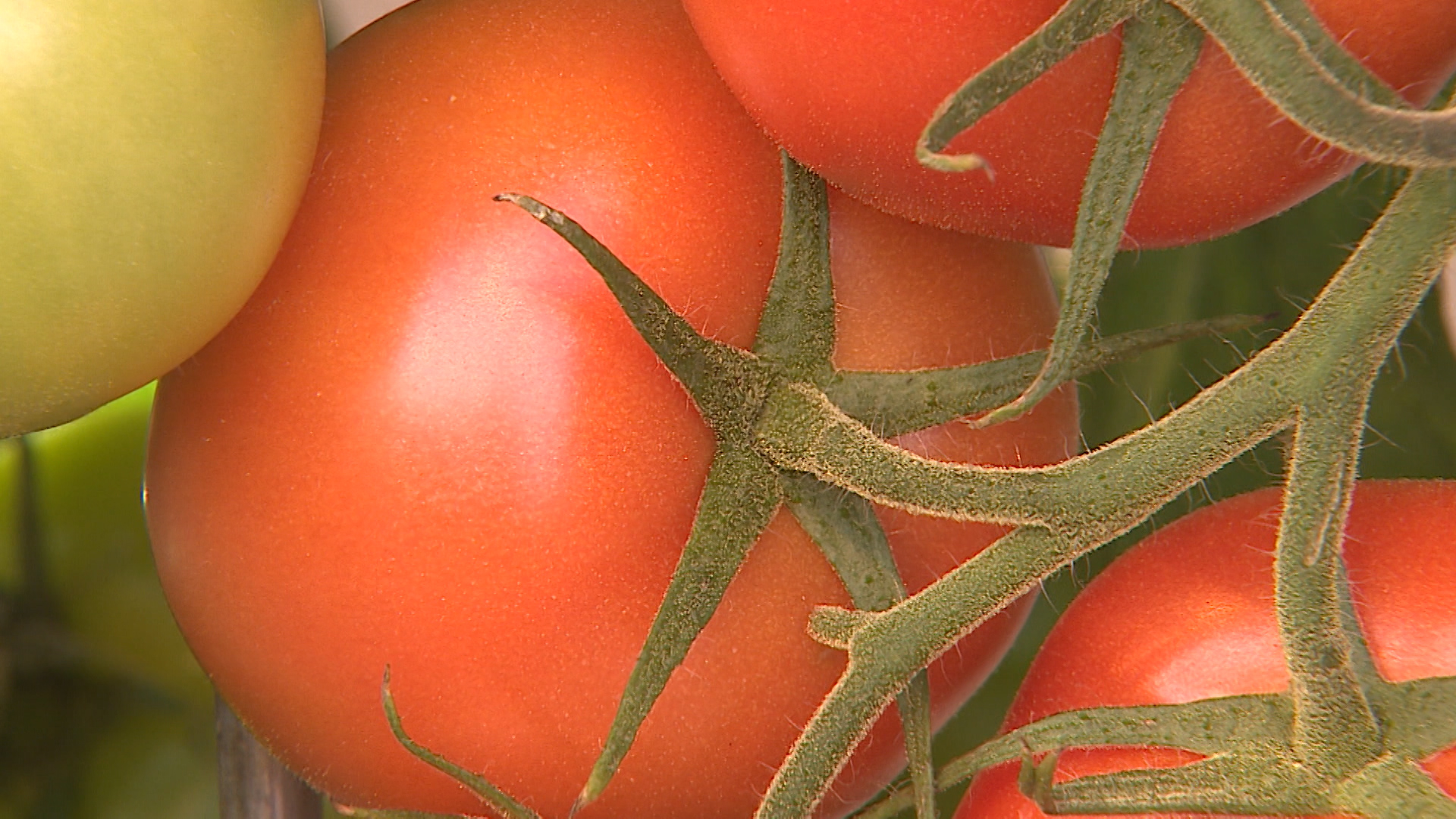 «Рок-н-ролл», «Семеро козлят»: сомнительные семена овощей нашли в Волгоградской области