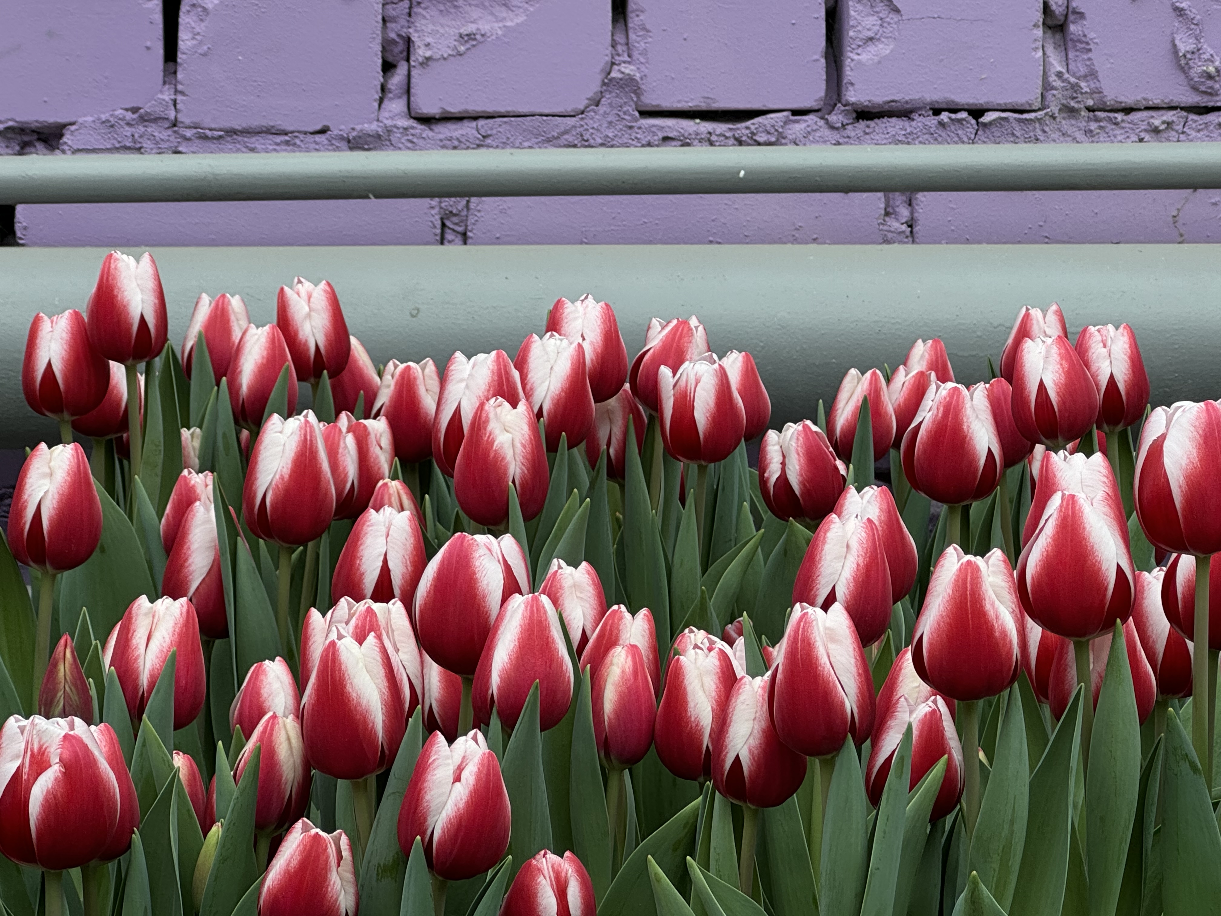 Рекордное количество посетителей пришли на выставку первоцветов в Волжском