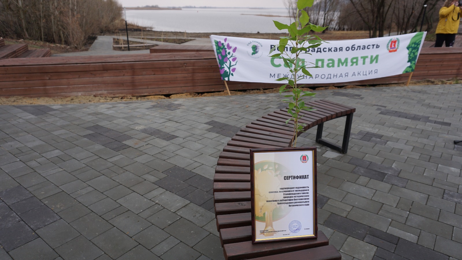 «Сад памяти» открыли в Волгоградской области высадкой сталинградского тополя