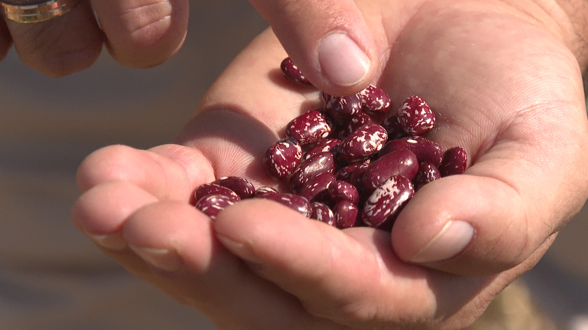 Посевная площадь зернобобовых культур вырастет на 27 % в Волгоградской области