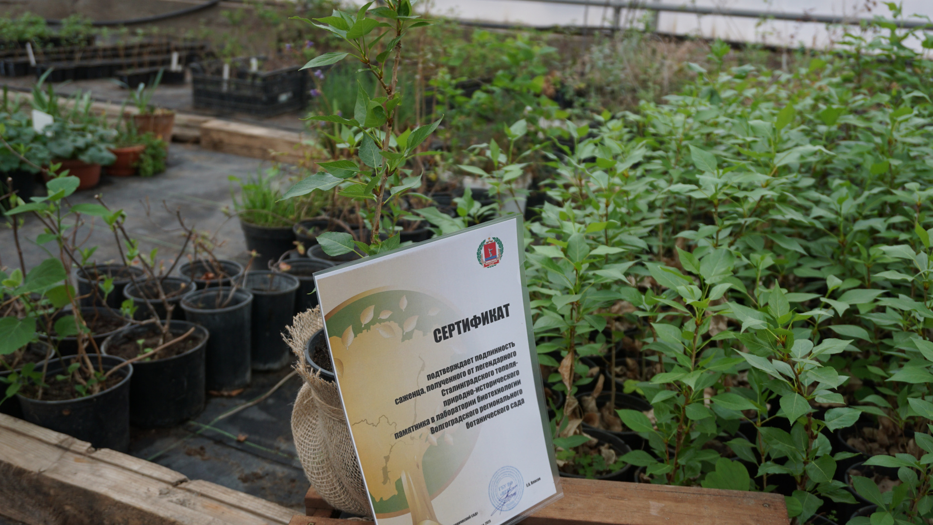 Саженцы сталинградского тополя Победы передали федеральным округам России