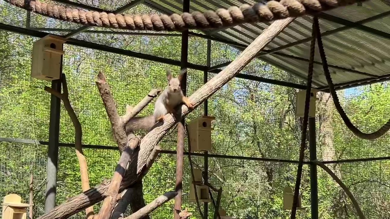 Вольер с белками появился в дендрарии на юге Волгограда