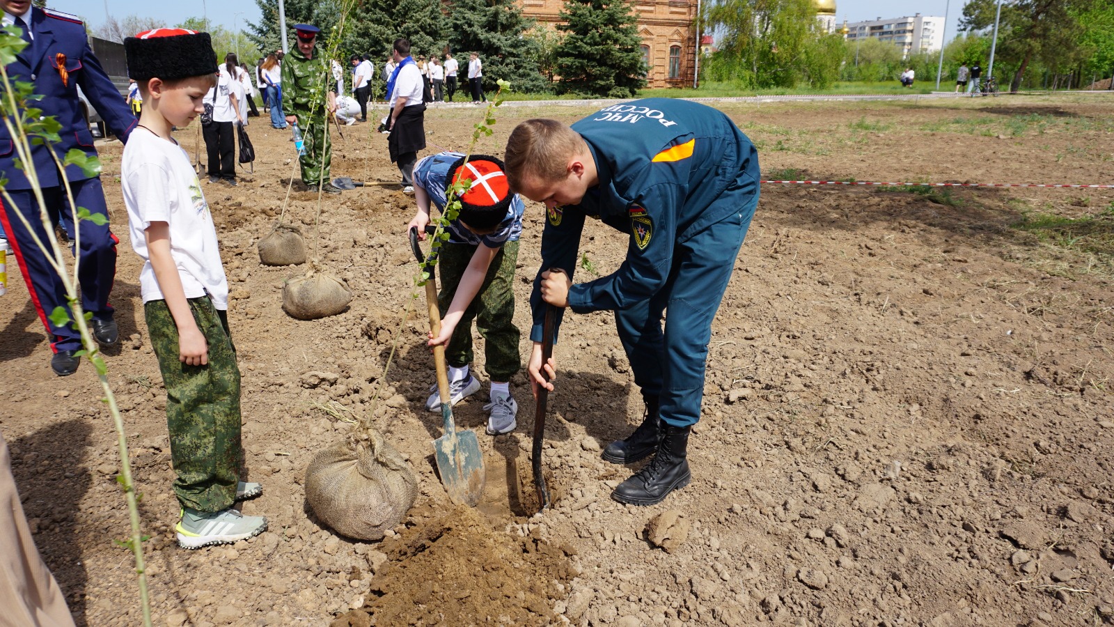 Клон легендарного тополя Победы высадили в парке Волжского