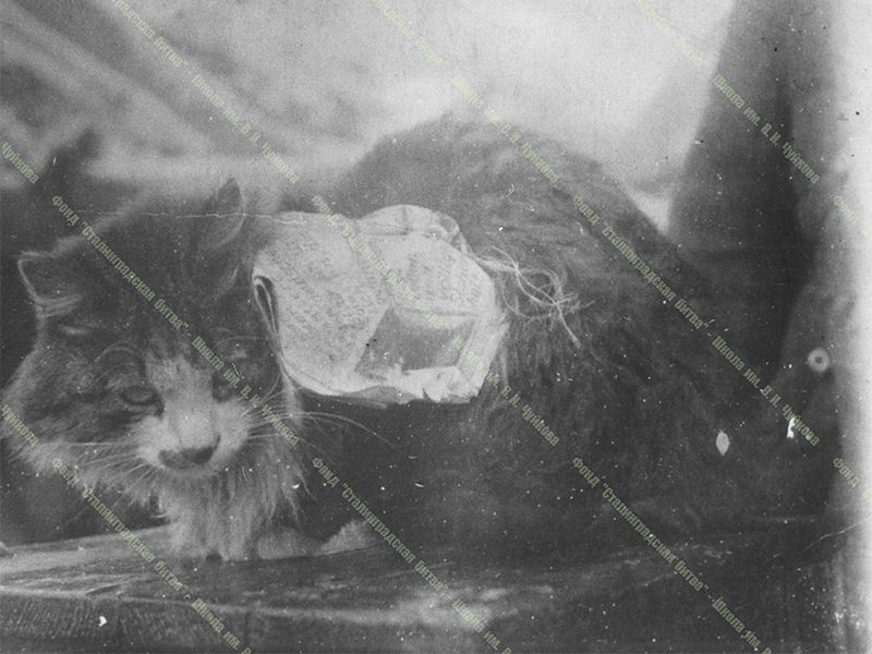 В Волгограде выступили с инициативой увековечить память о сталинградском Коте-агитаторе