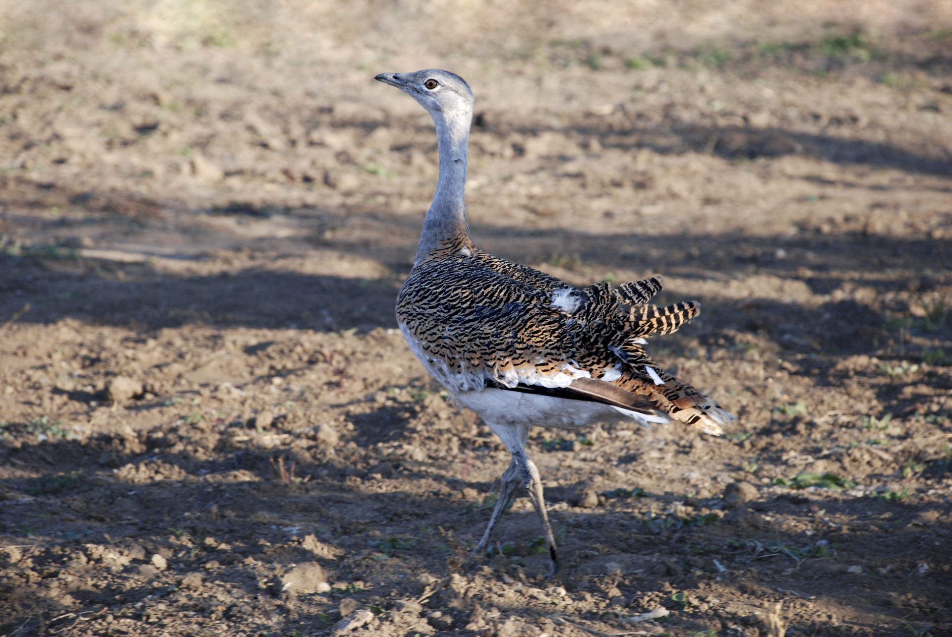 Волгоградские экологи оберегают от разорения гнезда краснокнижных дроф