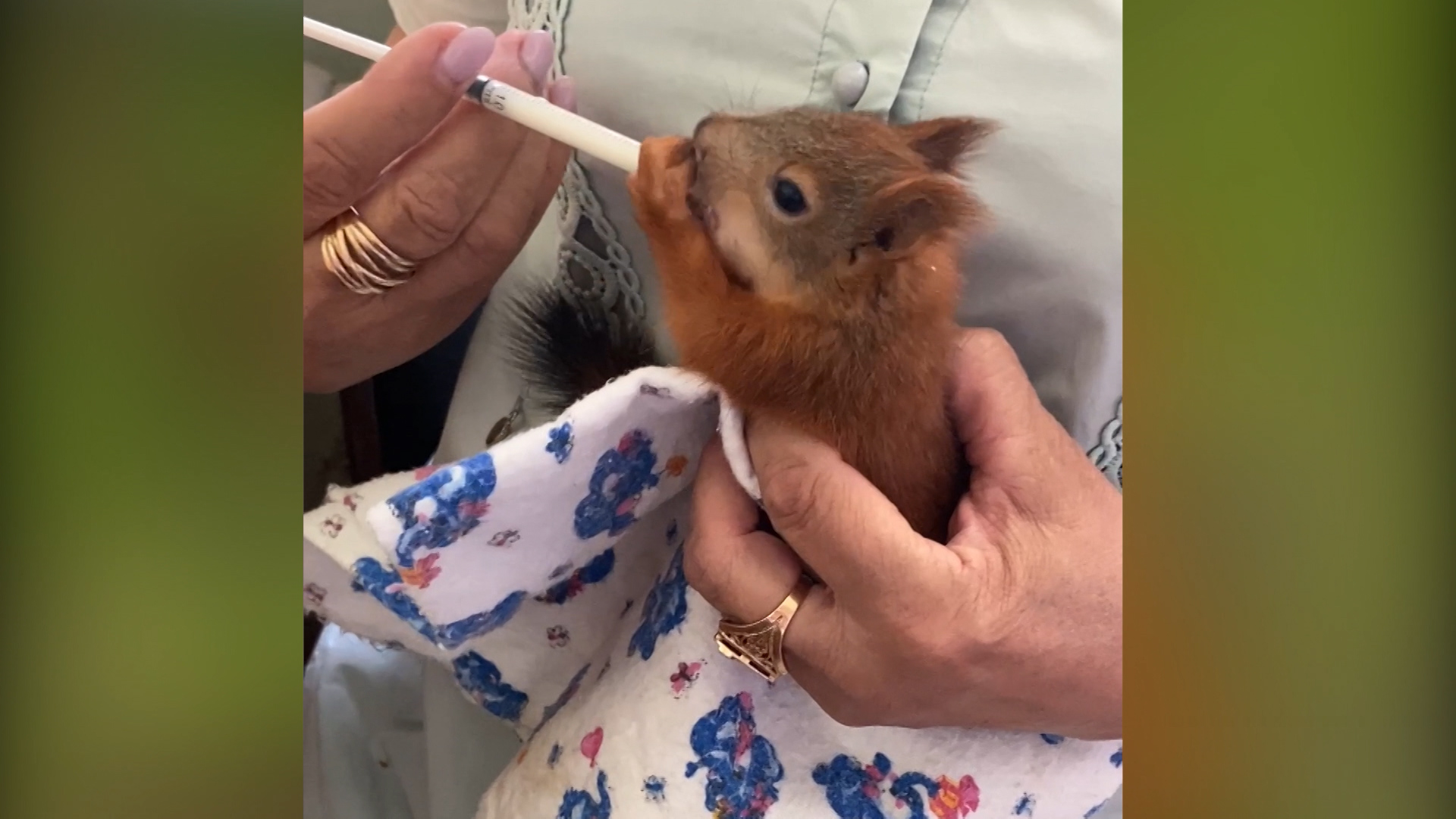 Сотрудница музея-панорамы в Волгограде спасает попавших в беду бельчат