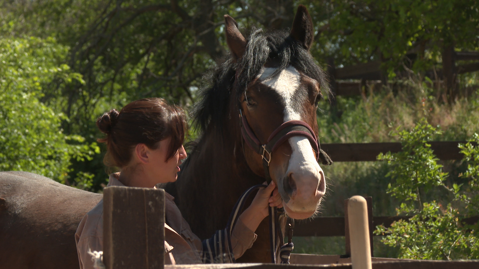 В конном клубе под Волгоградом спасли от убоя молодого жеребца