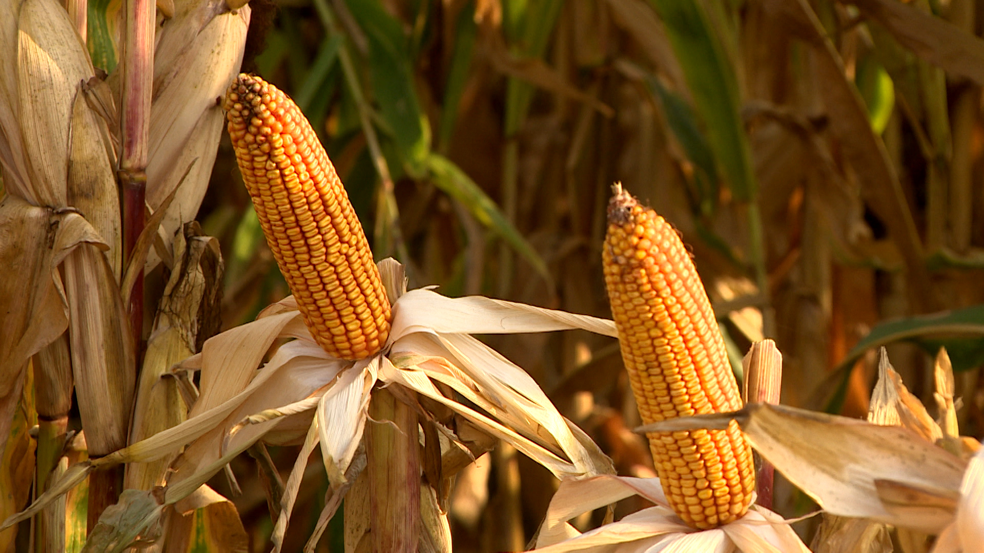 В Волгоградской области пресекли интернет-торговлю нелегальными семенами кукурузы