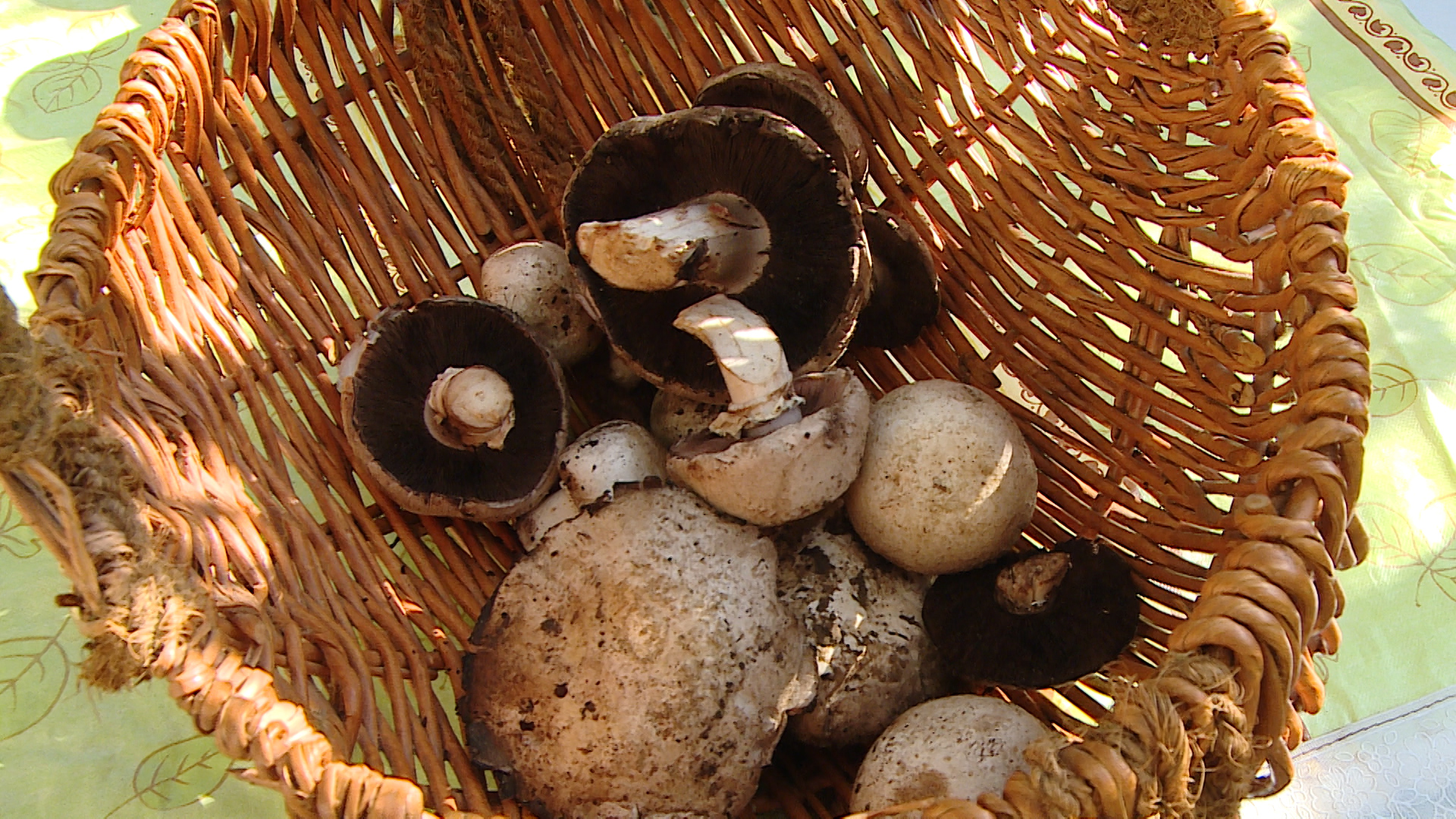 Какие грибы нельзя есть, рассказали волгоградцам