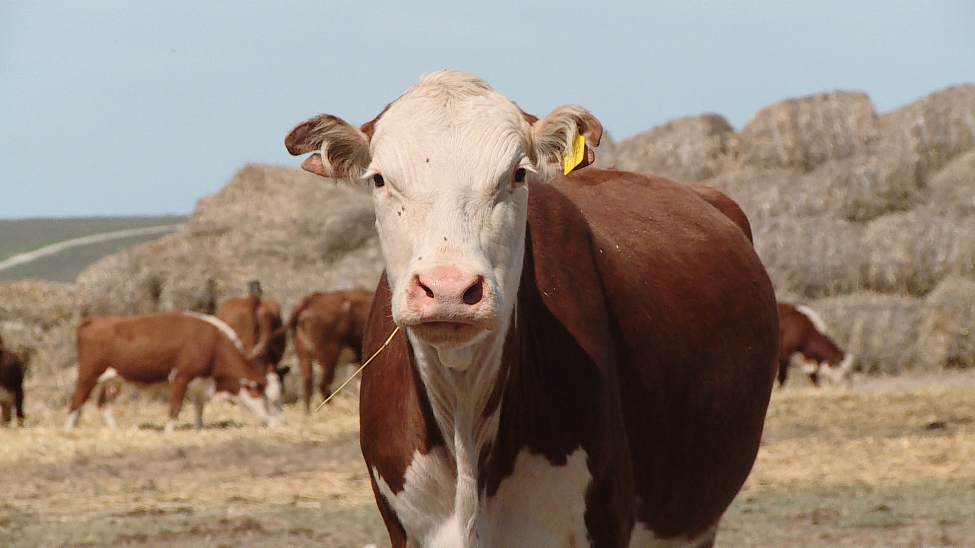 Фермеры Волгоградской области заготовили уже 55 тысяч тонн сена