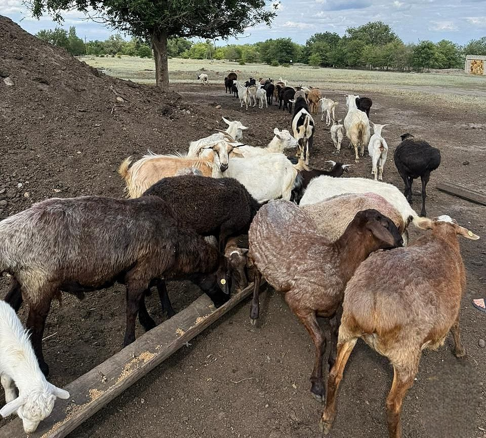 В Волгоградской области мужчине грозит до 7 лет тюрьмы за кражу домашнего скота