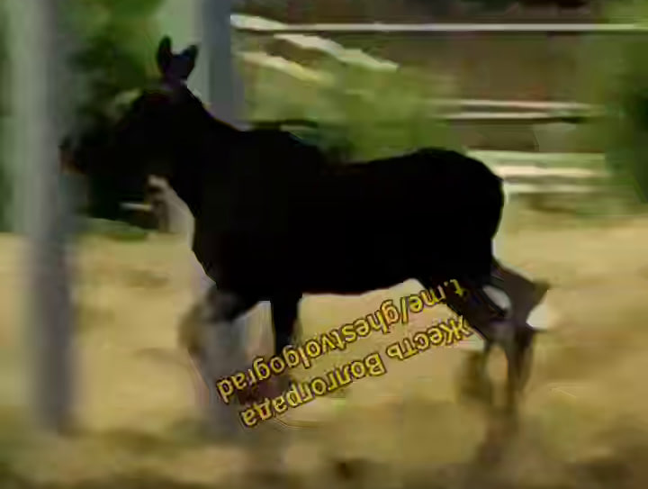 Пробегающего лося заметили в Волгограде