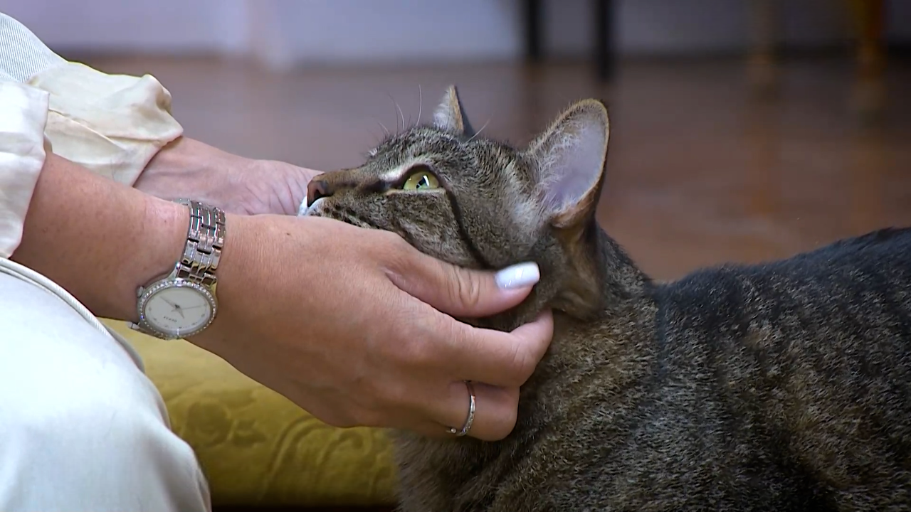 Кот-экскурсовод Русик приковывает внимание посетителей музея в Волжском