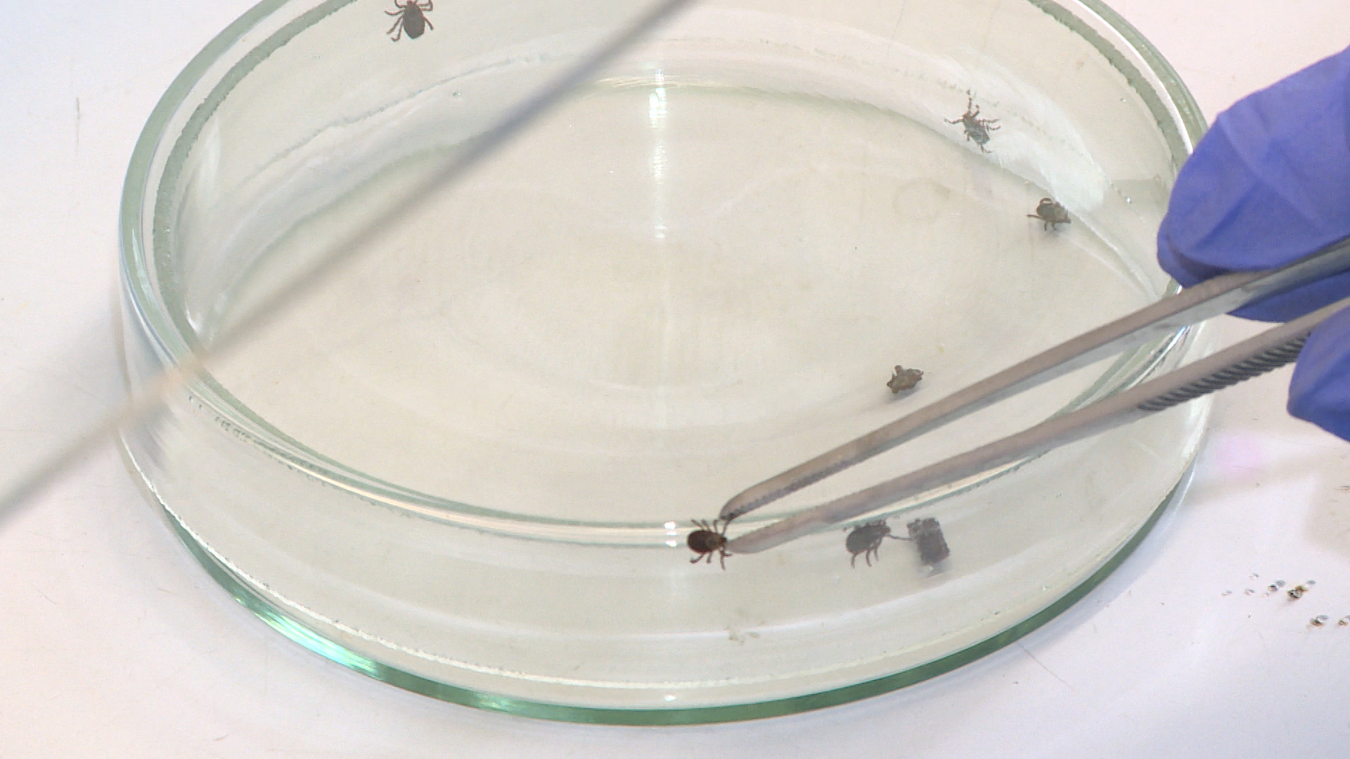 В Волгоградской области растет число пострадавших от укусов клещей