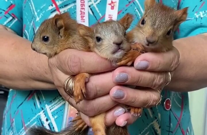 В Волгограде администратор Мамаева кургана выхаживает троих бельчат