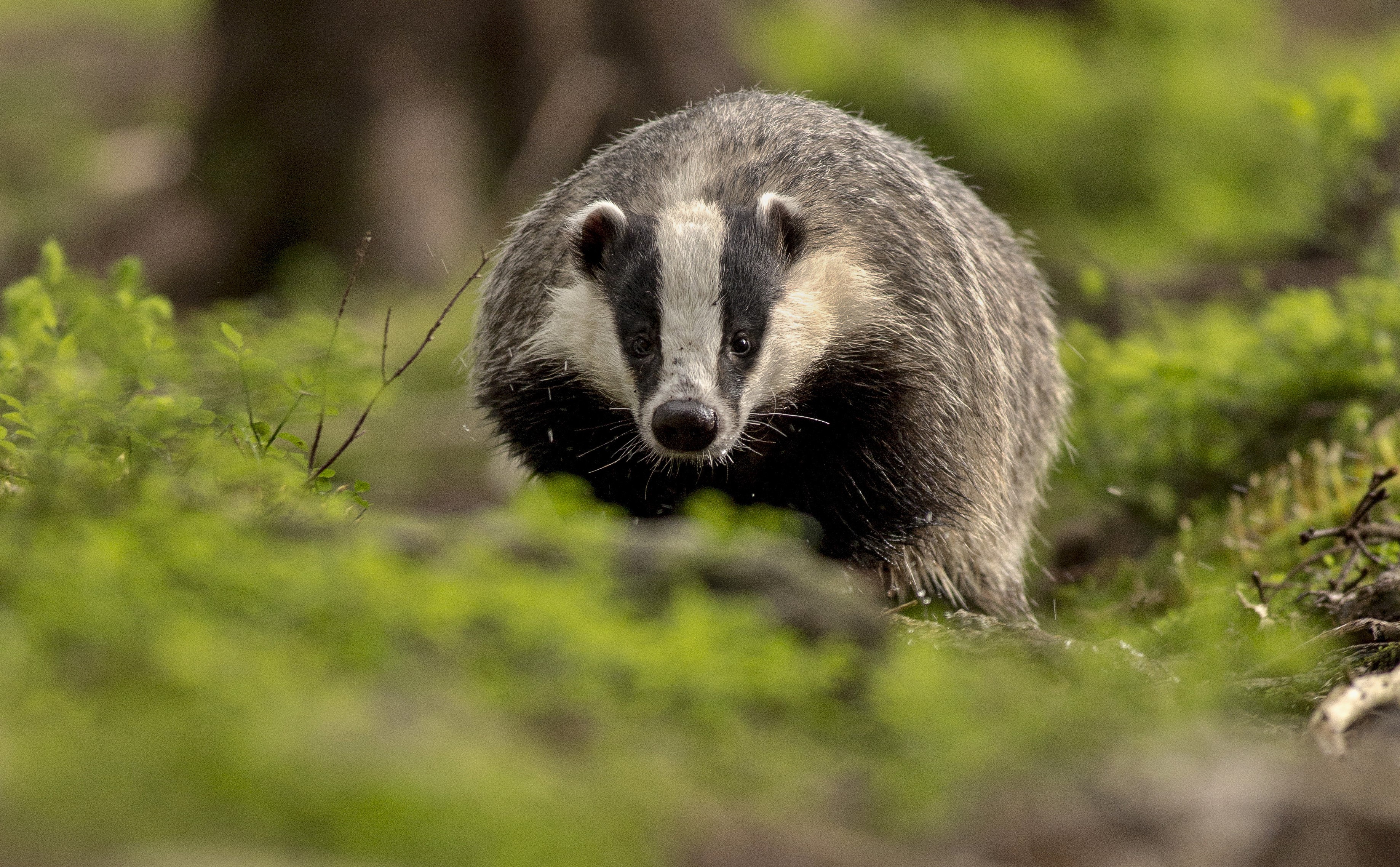 В Волгоградской области с 15 августа стартует сезон охоты на барсука