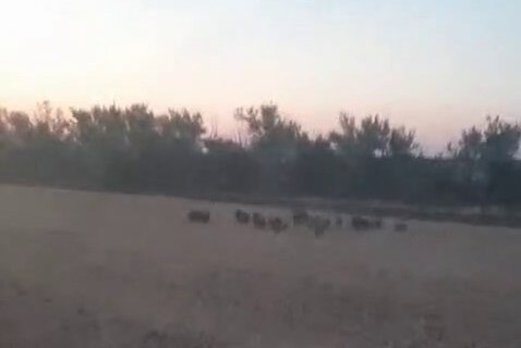 В Волгоградской области аграрии пожаловались на вытоптанные дикими кабанами поля