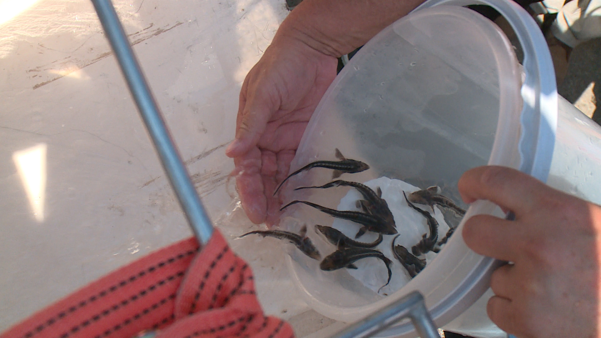 Около 750 тысяч мальков стерляди выпустили в Волгу