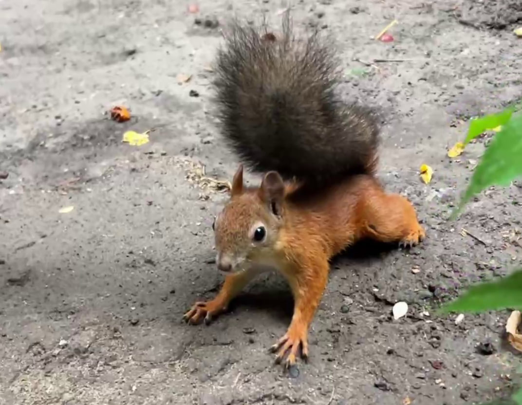 10 бельчат появились на свет в дендрарии на юге Волгограда
