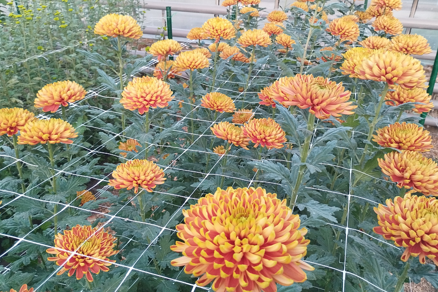 Уже 4,5 тысячи человек посетили волгоградскую выставку «Бал хризантем»