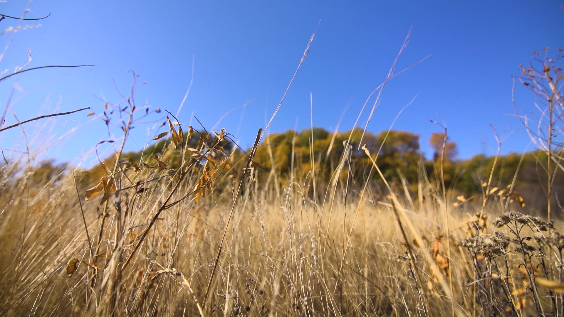 В Волгоградской области сорняки навредили плодородию сельских полей