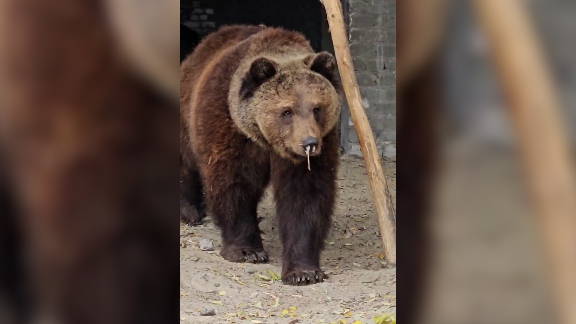 Медведя Мишу из волгоградского зооцентра «Дино» снова лечат от насморка