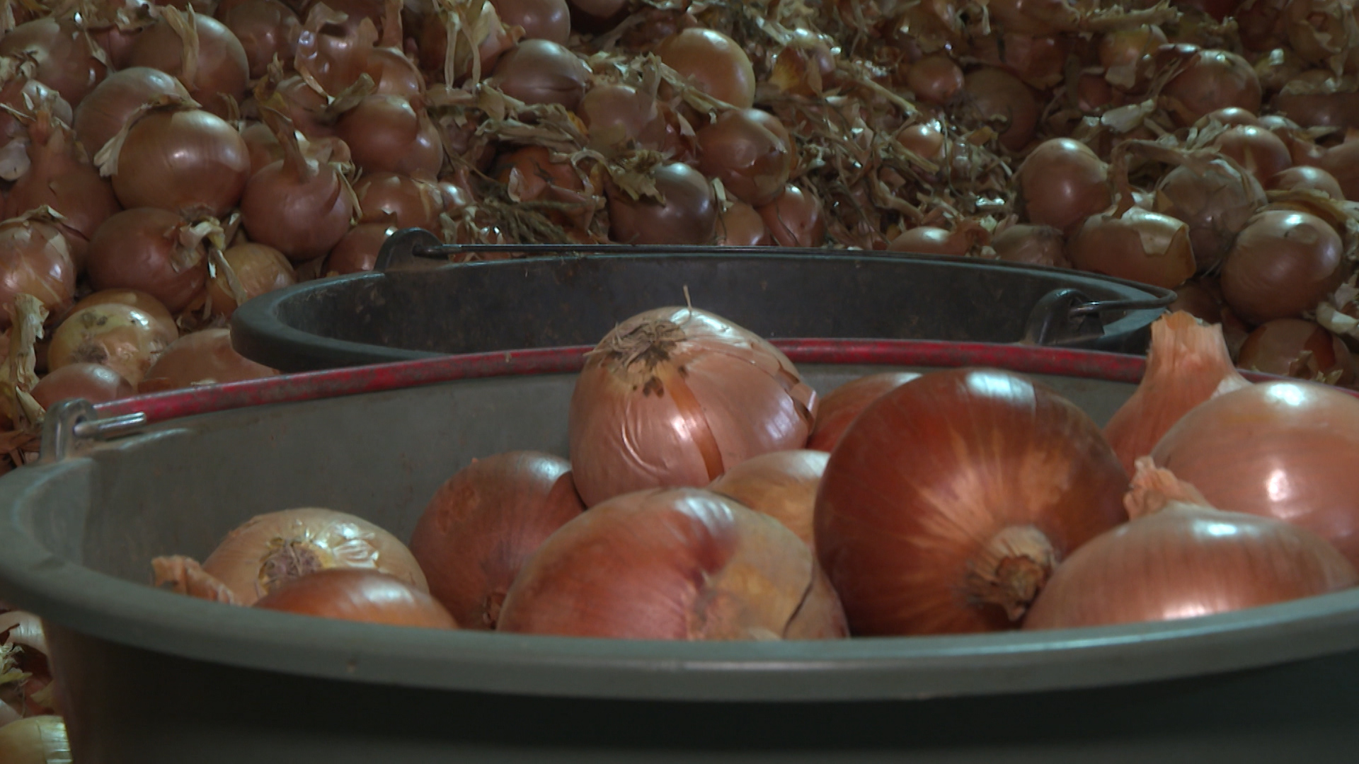 Волгоградские фермеры назвали причины снижения урожайности лука в 2025 году