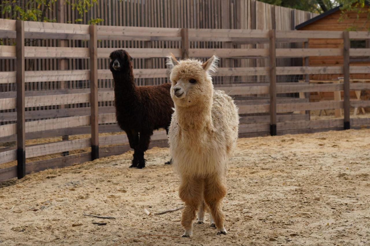 Парк альпак в волгоградском ЦПКиО откроется в начале декабря