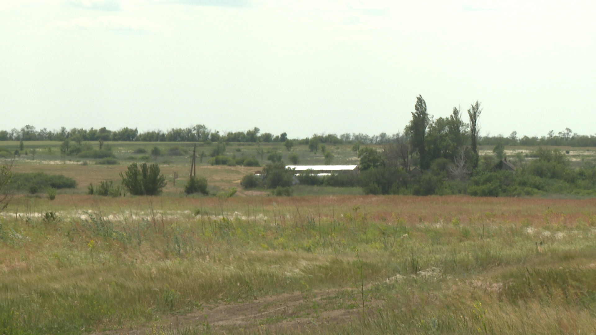 В Волгоградской области нашли 13 гектаров сельхозугодья с двухметровыми сорняками