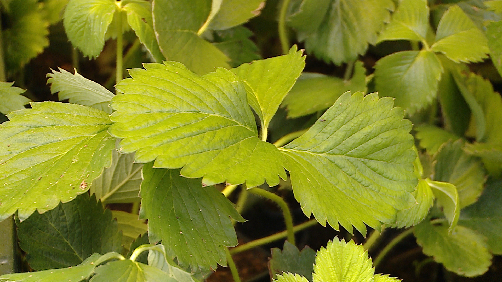 В Волгоградской области создали охранную зону природного парка «Нижнехоперский»