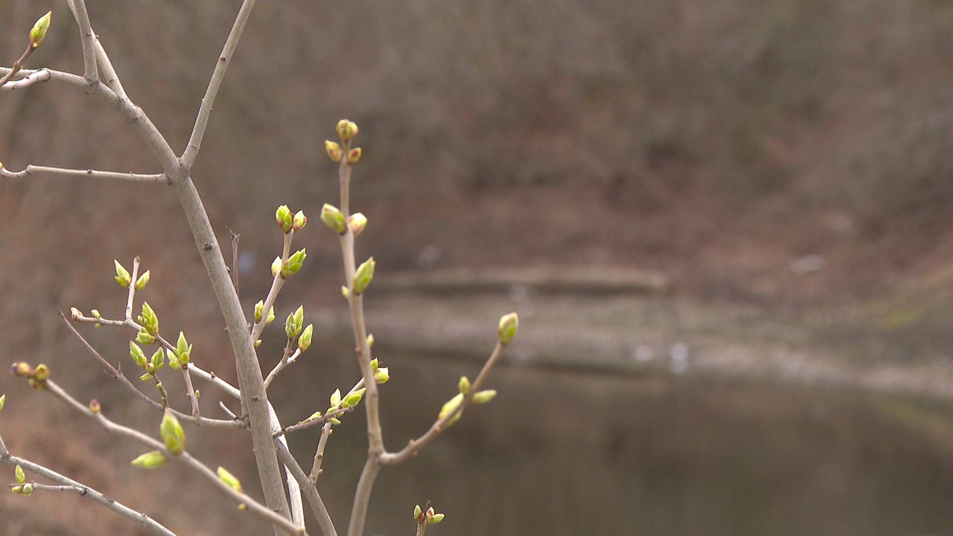 Под Волгоградом высадили более 100 быстрорастущих тополей