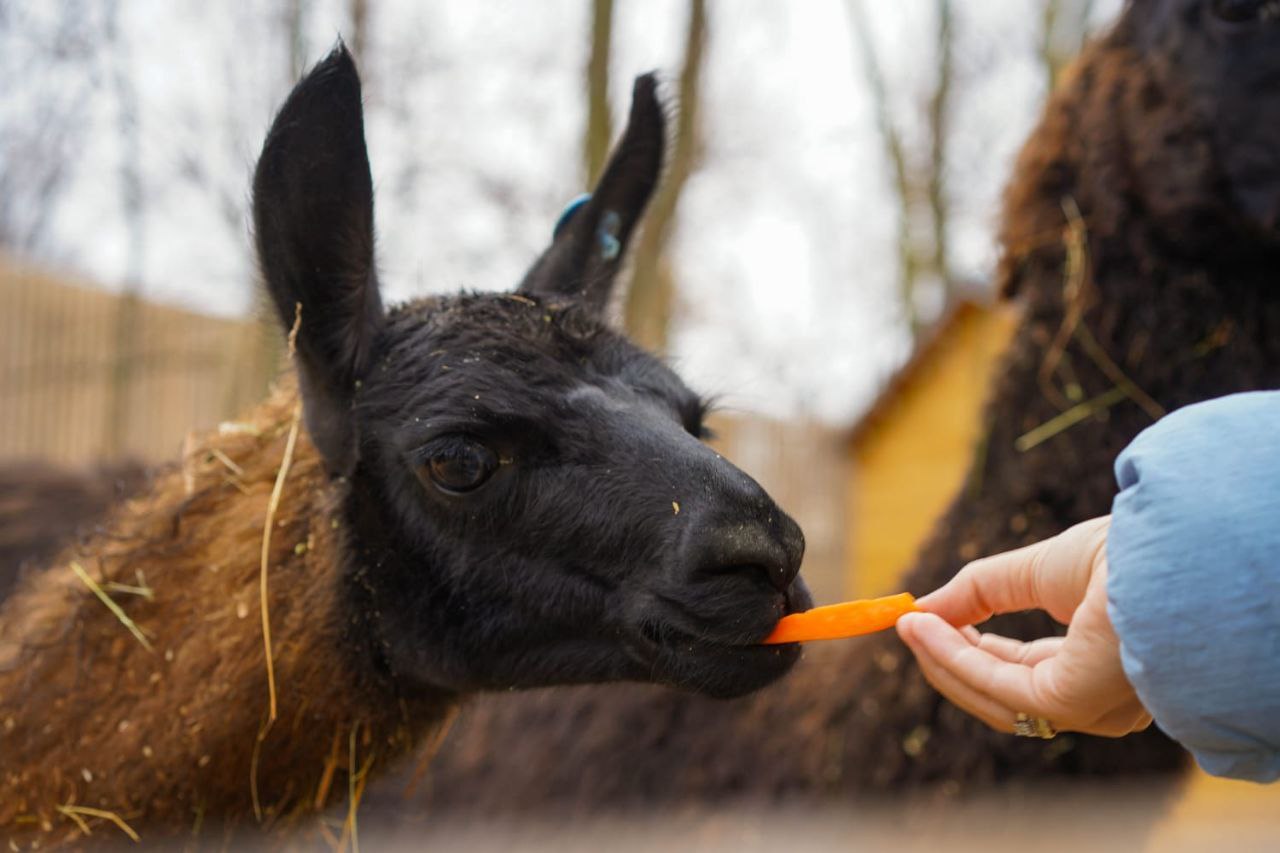 500 килограммов морковки привезли для животных в ЦПКиО Волгограда