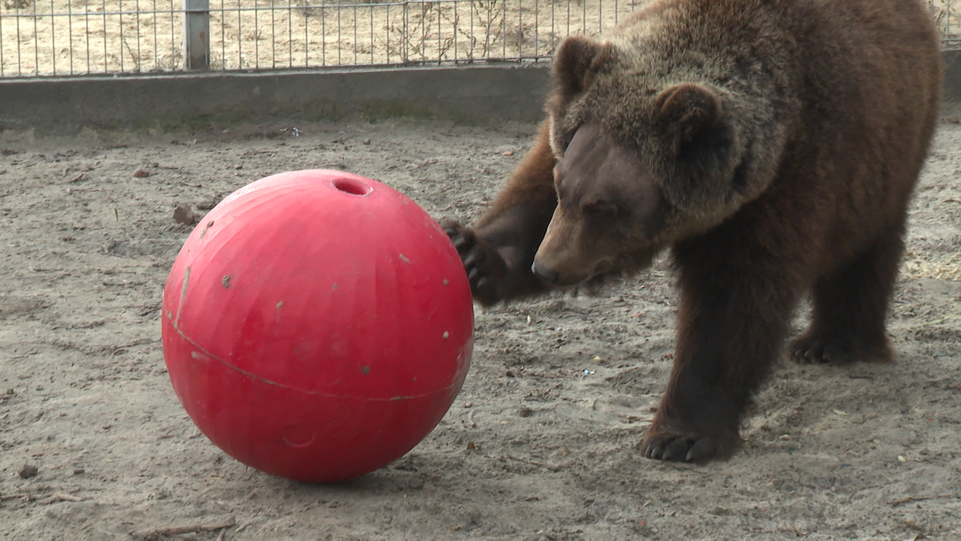 Врачи из Санкт-Петербурга вылечили медведя из Волгограда от насморка