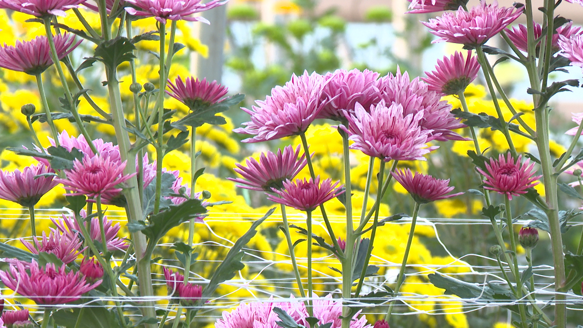 Волгоградский осенний «Бал хризантем» собрал рекордное количество посетителей