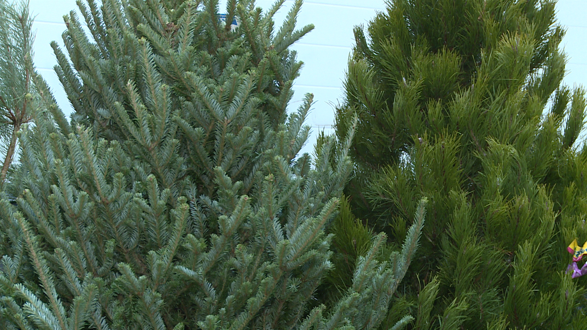 Лучшую елку выберут жители Волгоградской области