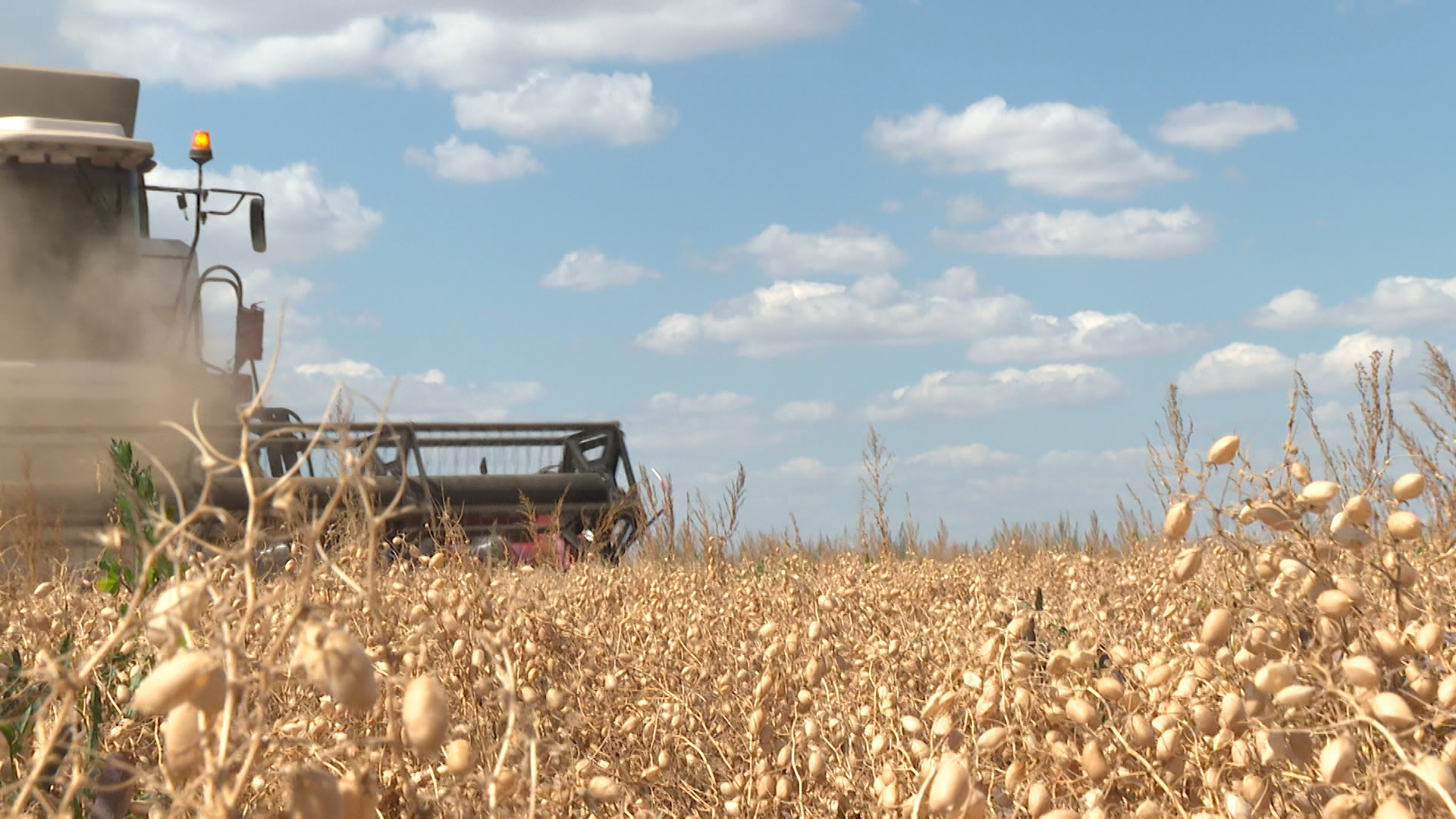 Более 365 тысяч тонн: Волгоградская область побила рекорд по сбору зернобобовых