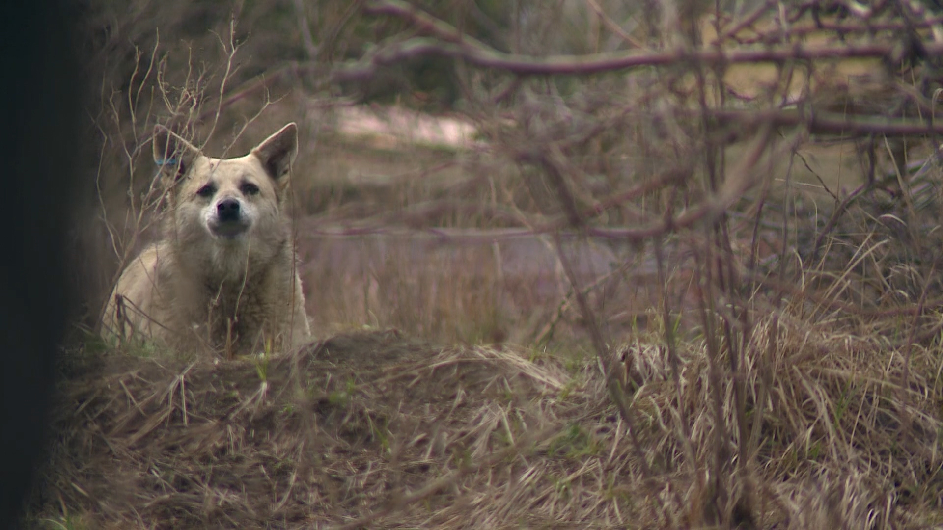 Более 9800 покусанных животными человек обратились в поликлиники Волгоградской области