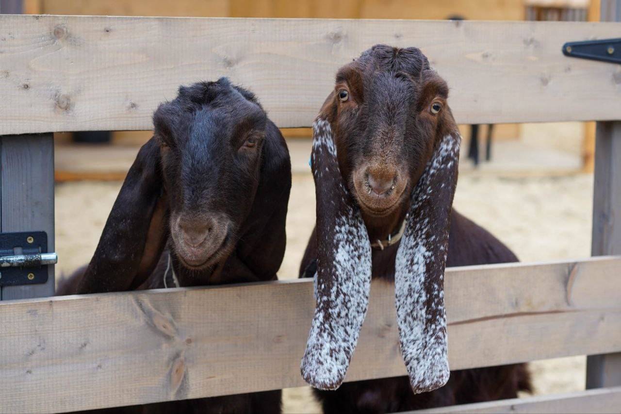 Живой уголок с альпаками открылся в ЦПКиО Волгограда